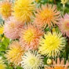 Star Mix Cactus Dahlias -Garden Supplies Sales Store 24203 star mix cactus dahlias 4