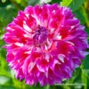 Optic Illusion Decorative Dahlia 1 Optic Illusion Decorative Dahlia -Garden Supplies Sales Store 24204 optic illusion decorative dahlia