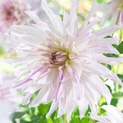 Mom's Special Dahlia