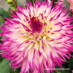 Pinelands Princess Dahlia -Garden Supplies Sales Store 24207 pinelands princess dahlia 3