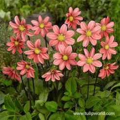 Border Dahlia Collection -Garden Supplies Sales Store 24210 topmix salmon dahlia
