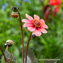 Border Dahlia Collection -Garden Supplies Sales Store 24212 dahlegria tri colore dahlia 2 1