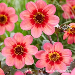 Border Dahlia Collection -Garden Supplies Sales Store 24212 dahlegria tri colore dahlia 3 1