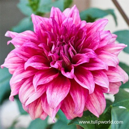 Delightful Dahlia Collection 9 Delightful Dahlia Collection - Image 7