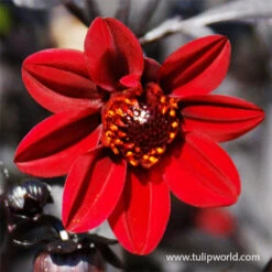 Border Dahlia Collection -Garden Supplies Sales Store 24218 pulp fiction dahlia 1