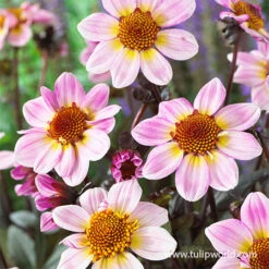 Delightful Dahlia Collection 17 Delightful Dahlia Collection -Garden Supplies Sales Store 24219 american pie dahlia 2