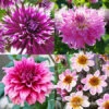 Delightful Dahlia Collection