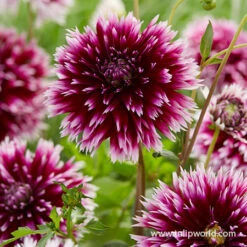 Gazebo Parts Direct Sales Store -Garden Supplies Sales Store 24222 alauna clair obscur fimbriata dahlia