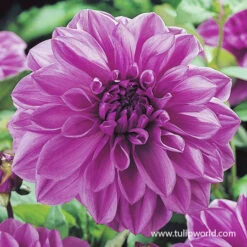 Gazebo Parts Direct Sales Store -Garden Supplies Sales Store 24223 plum sunny giants dinnerplate dahlia 3