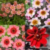 Border Dahlia Collection -Garden Supplies Sales Store 24224 border dahlia collection