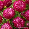Cloudy Sky Decorative Dahlia -Garden Supplies Sales Store 24225 dahlia decorative cloudy sky 2