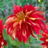 Nick Sr. Dinnerplate Dahlia