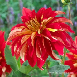 Nick Sr. Dinnerplate Dahlia