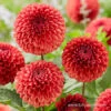 Copper Boy Pompon Dahlia -Garden Supplies Sales Store 24227 dahlia pom pon copper boy