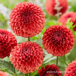 Copper Boy Pompon Dahlia