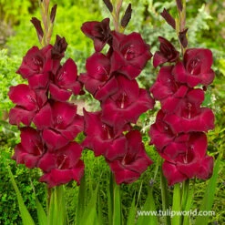 Violaceaous Gladiolus Collection -Garden Supplies Sales Store 26120 espresso gladiolus