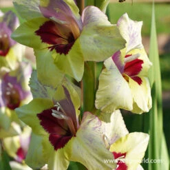 Night's Sky Collection -Garden Supplies Sales Store 26121 oracle gladiolus