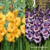 Sunglasses Advised Gladiolus Mix -Garden Supplies Sales Store 26122 sunglasses advised gladiolus