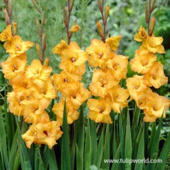 Sunglasses Advised Gladiolus Mix -Garden Supplies Sales Store 26122 sunglasses advised gladiolus 2