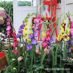 Supreme Gladiolus Collection -Garden Supplies Sales Store 26131 april in paris gladiolus 1
