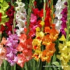 Mixed Gladiolus Value Pack -Garden Supplies Sales Store 26134 mixed gladiolus