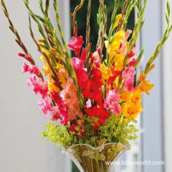 Mixed Gladiolus Value Pack -Garden Supplies Sales Store 26134 mixed gladiolus 2