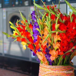 Mixed Gladiolus Value Pack -Garden Supplies Sales Store 26134 mixed gladiolus 3