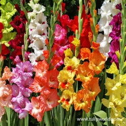 Superb Summer Garden Collection -Garden Supplies Sales Store 26134 mixed gladiolus 5