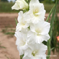 Violaceaous Gladiolus Collection -Garden Supplies Sales Store 26140 1