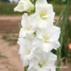 Solist Gladiolus 1 Solist Gladiolus -Garden Supplies Sales Store 26140