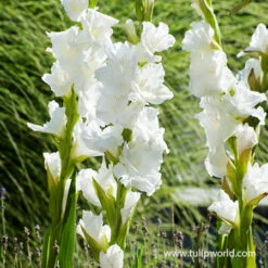 Violaceaous Gladiolus Collection -Garden Supplies Sales Store 26140 solist gladiolus 1