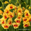 Jester Gladiolus -Garden Supplies Sales Store 26144