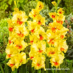 All Yellow Summer Collection -Garden Supplies Sales Store 26144 jester gladiolus 1