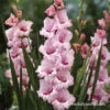 That's Love Gladiolus