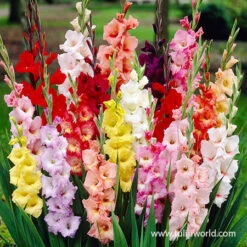 Bulk Gladiolus Mixed Ultra Pack (120 Bulbs)