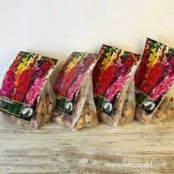 Bulk Gladiolus Mixed Ultra Pack (120 Bulbs) -Garden Supplies Sales Store 26156 mixed glad ultra pack 8