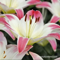 Lollypop Asiatic Lily -Garden Supplies Sales Store 27109 lollypop asiatic lily 2 1