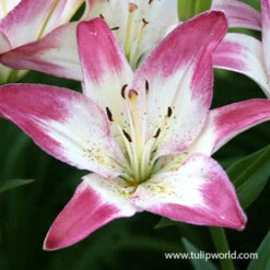 Pretty Pink Lily Collection -Garden Supplies Sales Store 27109 lollypop asiatic lily 3