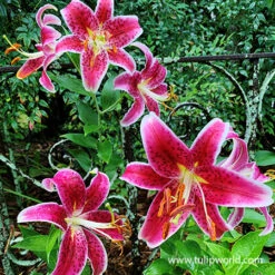 All Pink Summer Collection -Garden Supplies Sales Store 27115 stargazer oriental lily 1