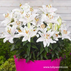 Oriental Lily Collection 17 Oriental Lily Collection -Garden Supplies Sales Store 27118 muscadet lily