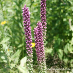 Summer Pollinator Garden -Garden Supplies Sales Store 27130 liatris or gayfeather