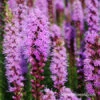 Bulk Liatris Spicita (Gayfeather) -Garden Supplies Sales Store 27131 liatris