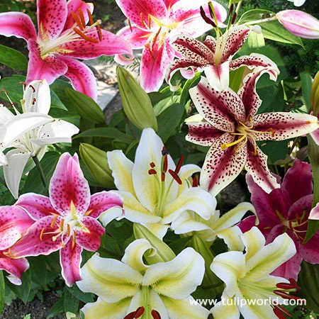 Ultimate Perennial Value Collection 5 Ultimate Perennial Value Collection - Image 3