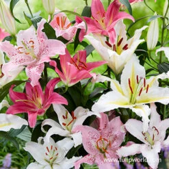 Superb Summer Garden Collection -Garden Supplies Sales Store 27137 mixed oriental lilies 2