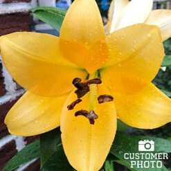 Classic Lily & Peony Collection 23 Classic Lily & Peony Collection -Garden Supplies Sales Store 27138 mixed asiatic lilies 2 2