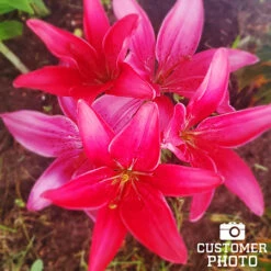 Mixed Asiatic Lilies -Garden Supplies Sales Store 27138 mixed asiatic lilies 3