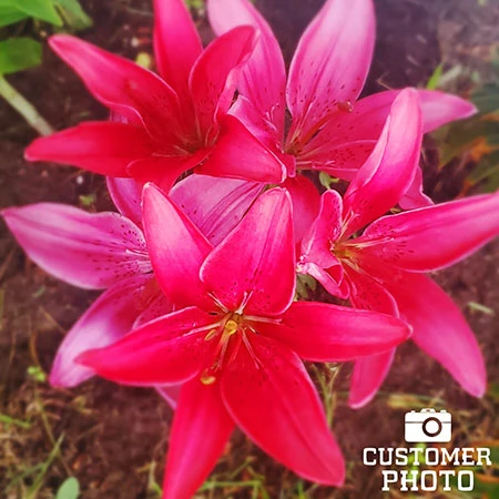 Ultimate Perennial Value Collection 10 Ultimate Perennial Value Collection - Image 8