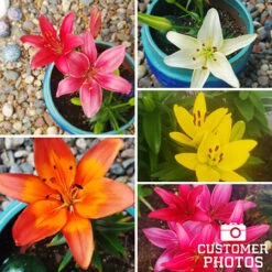 Mixed Asiatic Lilies Super Pack -Garden Supplies Sales Store 27138 mixed asiatic lilies 4 4