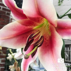 Ultimate Perennial Value Collection 21 Ultimate Perennial Value Collection -Garden Supplies Sales Store 27138 mixed asiatic lilies 8