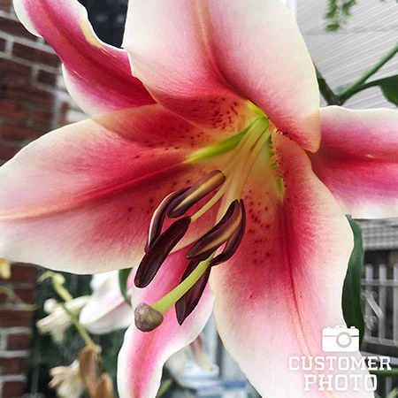 Ultimate Perennial Value Collection 8 Ultimate Perennial Value Collection - Image 6